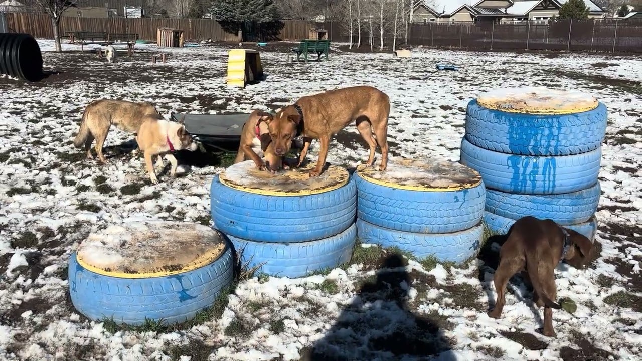 Enlarge Jane - In Foster!, a Adoptable Pit Bull Terrier in Flagstaff, AZ video 6/6