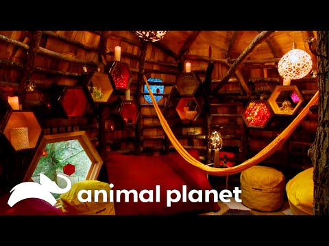 Most UNIQUE, Creative and Fun Treehouses of Season 6! | Treehouse Masters | Animal Planet