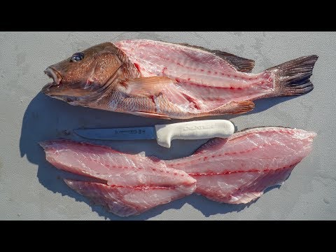 How To Clean and Fillet Mangrove Snapper
