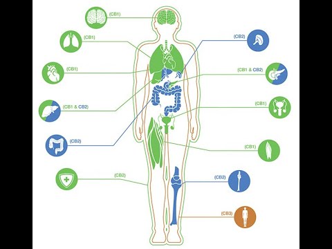 Der Cannabinoidstoffwechsel und CBN