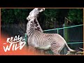 Zebra Fight For Dominance And Need To Be Split Apart Zoo Days EP14