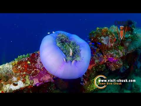O maior destino de mergulho em naufrágios do mundo, por Chuuk Visitors Bureau