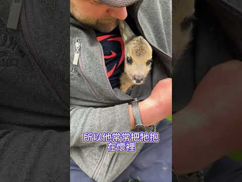 世界上最可愛的動物