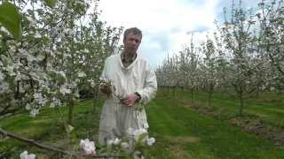 preview picture of video 'Bio-Dynamische Landwirtschaft - Episode 1 - Bestäubung der Äpfel'