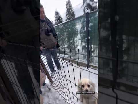 Dramat psa w rodzinnym domu dziecka 😳💔 #dog #help #shorts