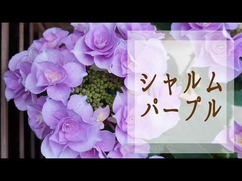 園芸 パープル・ミザリー