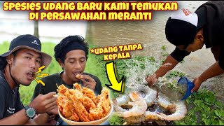 Download lagu HUNTING FOR HEADLESS RICEFIELD SHRIMP DIRECTLY IN THE FRYER mp3