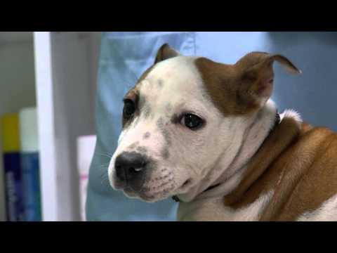 Fisi Faunes - Sezoni 3 / Episodi 7