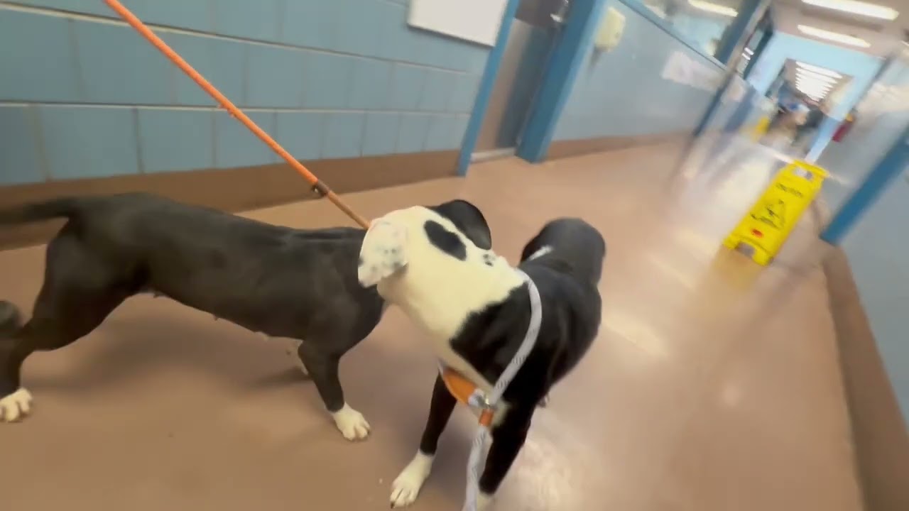 Acton's Leash Test