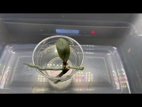 How to Propagate Phalaenopsis Orchids from Stem Cuttings | Phalaenopsis Orchid Propagation from Stem
