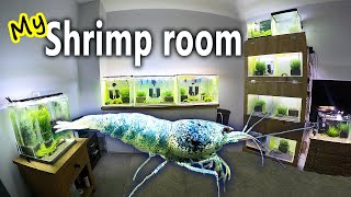 Culling 93 BLUE BOLT SHRIMPS from all my tanks!  - Shrimp room update