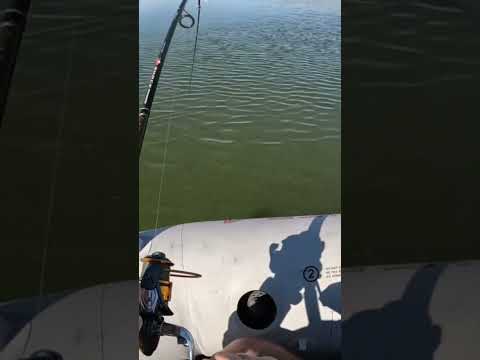 Jigging on Pike #fishing #pikefishing #lowrance #saskatchewan