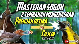 Download lagu MASTERAN SOGON | 2 TEMBAKAN PRENJAK BETINA DAN CILILIN!! #sogon #sogongacor #sogokontong mp3