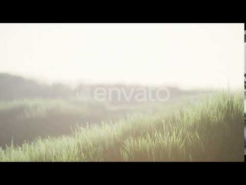 Green Field with Tall Grass in the Early Morning with Fog | Motion Graphics - Envato elements
