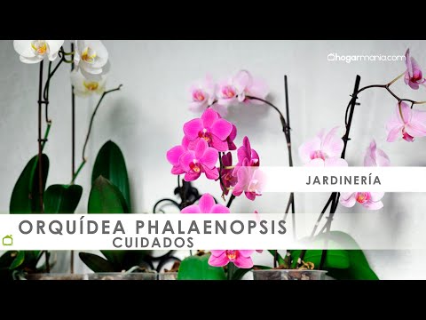 , title : 'Cuidados de las ORQUÍDEAS phalaenopsis 🌸​ con @Jardinatis 🌸​'