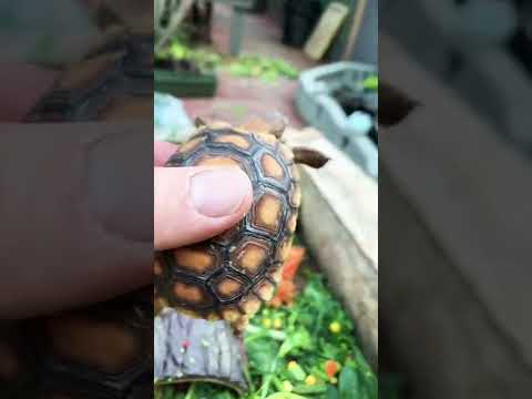 How to tell if your baby tortoise’s shell is healthy and growing. 🐢👍❤️