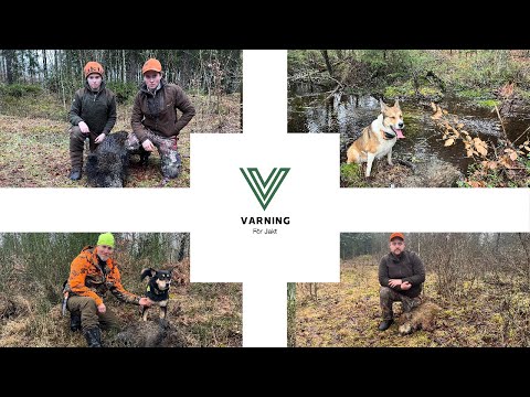 Sista vildsvinsjakterna för jaktåret 2024