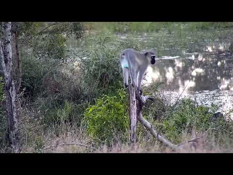 Djuma: Vervet Monkey sitting on tree stump - 17:10 - 06/11/2022