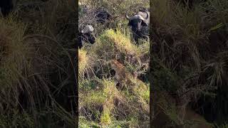 Lioness protecting her cubs from buffaloes
