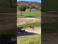 African Oryx Oryx Safari 샌디에고 Zoo Animals 오닉스 Sandiego