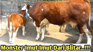 Download lagu Pedet Supee Monster Imut Dari Blitar mp3 Download lagu Pedet Supee Monster Imut Dari Blitar mp3