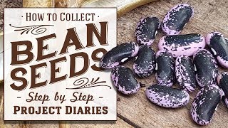 ★ How to: Save Bean Seeds (An Easy Step by Step Guide)