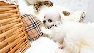 ハーフ犬の動画01