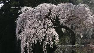 枝垂れ桜