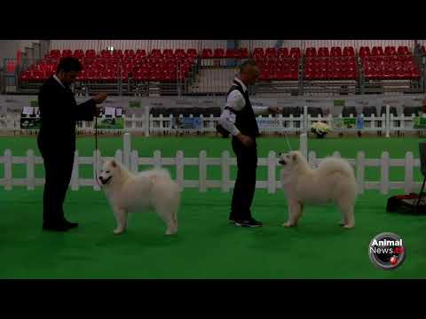 International Busto Arsizio 2017 - Saturday - Nordic Breeds