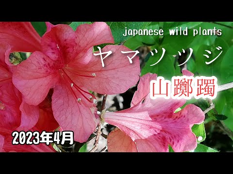 ツツジに適した肥料は何ですか