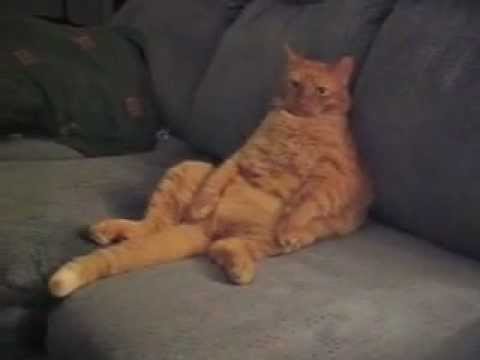 I bet you know this cat