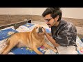 Leo Ki Surgery Dubara Hogi