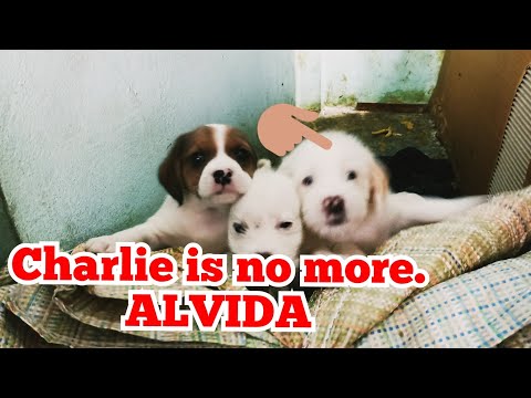 Charlie is no more|| pets|| #doglover