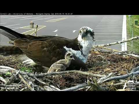 Hellgate osprey 6 15 18 646pm & 708pm Fish deliverys & feeding