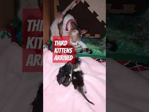 Third kittens #cat #cute #mentionedyou