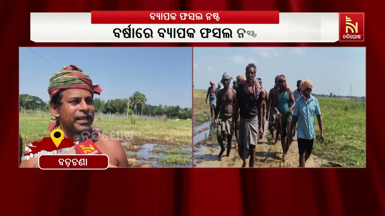 ଲଗାଣ ବର୍ଷାରେ ବଡ଼ଚଣା ବ୍ଲକ ବରପଦା ପଞ୍ଚାୟତରେ ବ୍ୟାପକ ଧାନ 