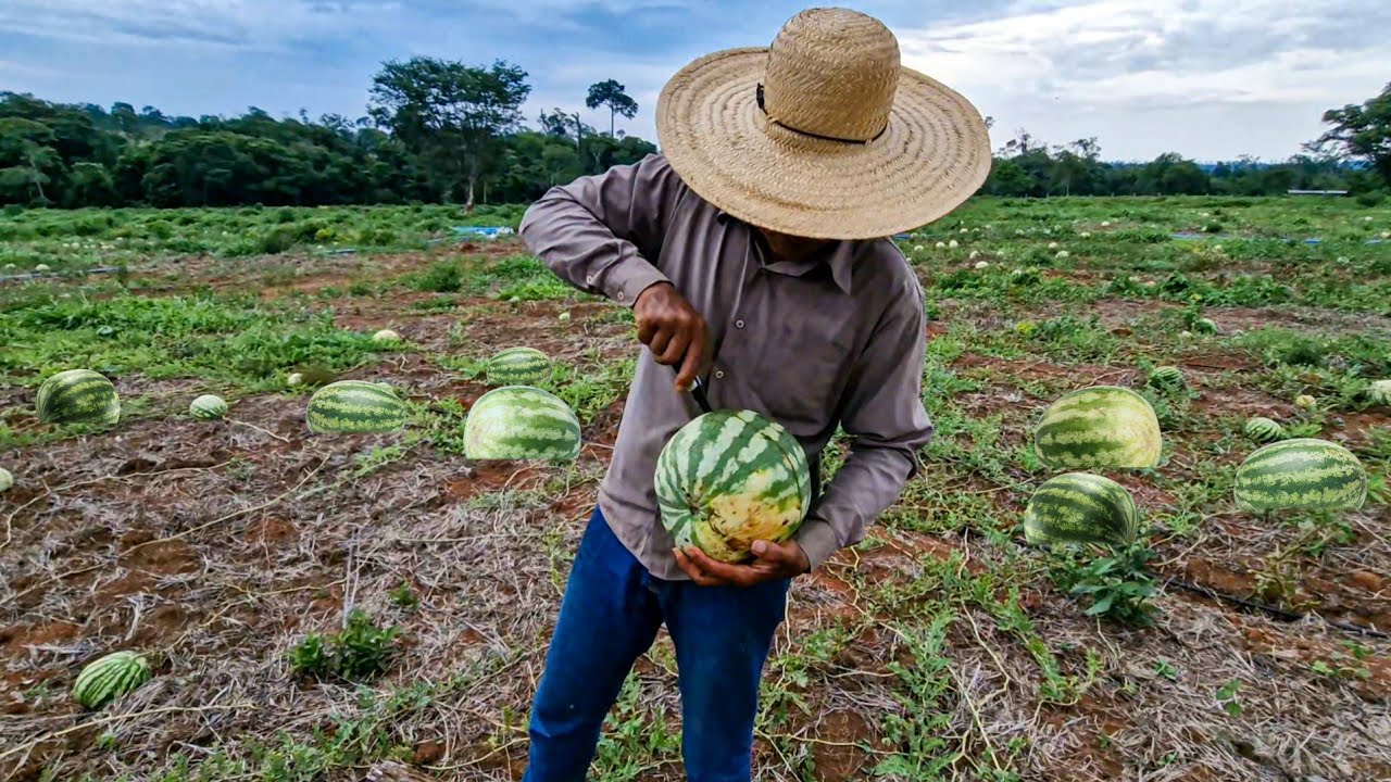 ELE PERDEU UMA ROÇA INTEIRA DE MELANCIA