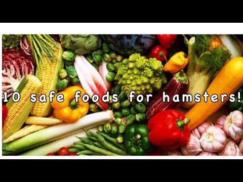 10 safe food for hamsters (can be feed in moderation not everyday)