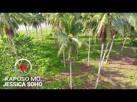 Kapuso Mo, Jessica Soho: LALAKI, HALOS DALAWANG BUWANG NANINIRAHAN SA TUKTOK NG PUNO