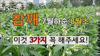 참깨 7월말 8월초 이것 3가지 꼭 해주세요. 주말농장 참깨 가꾸기