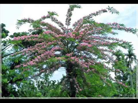 K Lalchamliana ngaihlai ma i