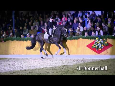 Sir Donnerhall - deutsch - 2017