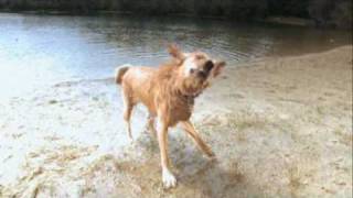 Dog Shake
