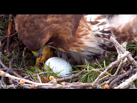 Cornell Red-tailed Hawk Cam ~ Big Red Lays Her First Egg of 2022 Season! 🐥 3.14.22