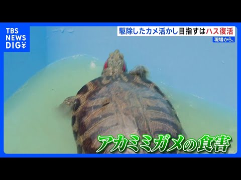 外来種の淡水ガメも私たちと一緒に