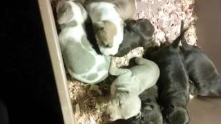 Tri color A.p.B.T puppies on hoobly