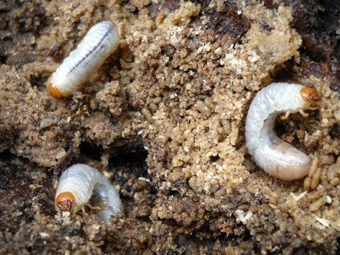 Comment se débarrasser des vers blancs, larves d'otiorhynques et hannetons