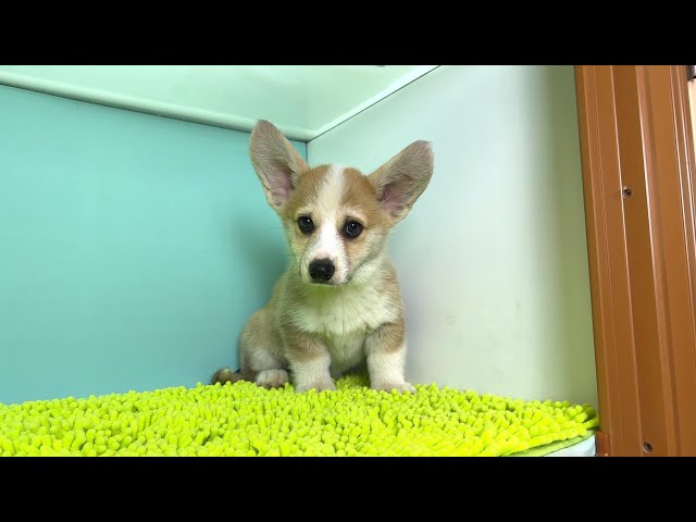 (子犬) 犬種：ウェルシュ・コーギー・ペンブローク 男の子 ブリーダー マロニエケンネル　MARRONNIER KENNEL k4046の画像