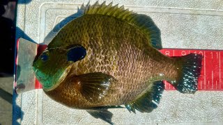 Catching GIANT Bluegills for Dinner!