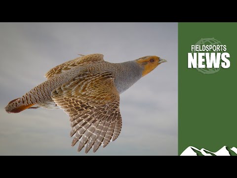 Traps and rifles: how to bring back the grey partridge